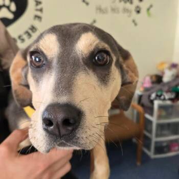 Samara 26-295 -  Beagle Dog for Adoption in Tawas City, Michigan - Samara 26-295 | PetCurious