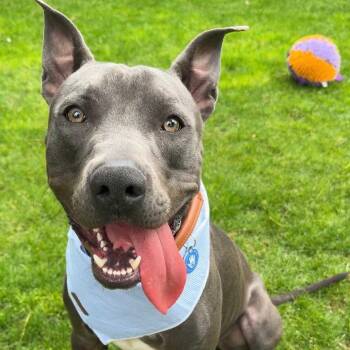 Pit Bull Terrier Dogs Available for Adoption - Iante | PetCurious