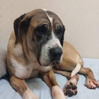 Maggie-Dae -  Mastiff Dog for Adoption in Northbrook, Illinois - Maggie-Dae | PetCurious