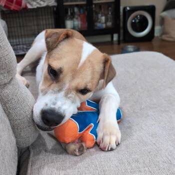 Chief -  Retriever Dog for Adoption in New York, New York - Chief | PetCurious