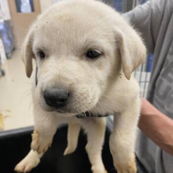 Labrador Retriever Dogs Available for Adoption in Austin, Texas - Pleiades | PetCurious