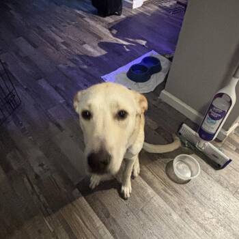 Labrador Retriever Dogs Available for Adoption - Pharoah | PetCurious