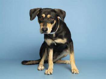 HOLLY -  Doberman Pinscher and Mixed Breed Dog for Adoption in Phoenix, Arizona - HOLLY | PetCurious