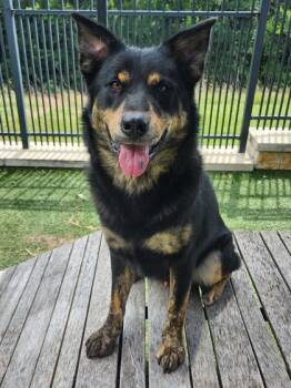 Rescue Shepherd and Catahoula Leopard Dog Dogs for Adoption in Lewisville, Texas - Bear | PetCurious
