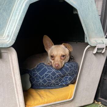 Mosquito -  Chihuahua Dog for Adoption in Moab, Utah - Mosquito | PetCurious