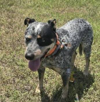 Jasper -  Cattle Dog Dog for Adoption in Houston, Texas - Jasper | PetCurious