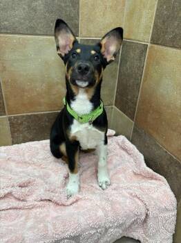 Cattle Dog and Mixed Breed Dogs Available for Adoption - Picacho | PetCurious