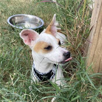Rescue Chihuahua Dogs for Adoption in Warren, Rhode Island - Phantom | PetCurious