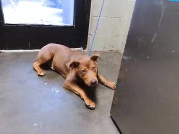 Doberman Pinscher and German Shepherd Dog Dogs Available for Adoption in Tulsa, Oklahoma - PALMER | PetCurious