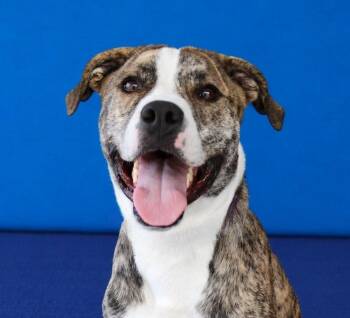 YANCEY -  Pit Bull Terrier Dog for Adoption in Pasadena, California - YANCEY | PetCurious