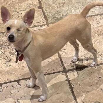 Rescue Chihuahua Dogs for Adoption in Richmond, Texas - Angel | PetCurious