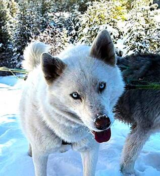 Rescue Husky and Samoyed Dogs for Adoption in Leadville, Colorado - Pascha | PetCurious