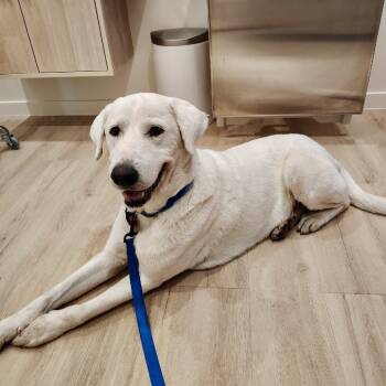 Rescue Labrador Retriever and Great Pyrenees Dogs for Adoption in Ennis, Texas - Ava | PetCurious