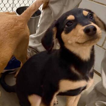 Indy -  Mixed Breed Dog for Adoption in Walker, Michigan - Indy | PetCurious