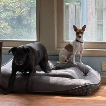 Winnie -  Mixed Breed and Rat Terrier Dog for Adoption in West Olive, Michigan - Winnie | PetCurious