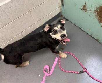 GRANT -  German Shepherd Dog and Mixed Breed Dog for Adoption in Antioch, California - GRANT | PetCurious