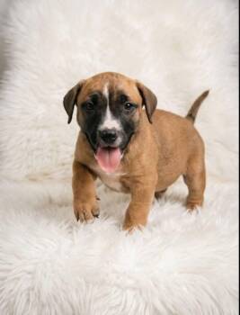 Boxer and Black Mouth Cur Dogs Available for Adoption - Topper | PetCurious
