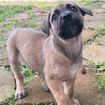 German Shepherd Dog and Mixed Breed Dogs Available for Adoption - Wilma | PetCurious