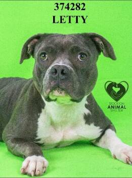 Letty --Courtesy Post. Out of town pet. See below for details-- -  Pit Bull Terrier Dog for Adoption in Eagle, Idaho - Letty --Courtesy Post. Out Of Town Pet. See Below For Details-- | PetCurious