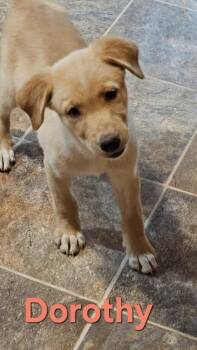 Dorothy -  Labrador Retriever Dog for Adoption in West Peoria, Illinois - Dorothy | PetCurious
