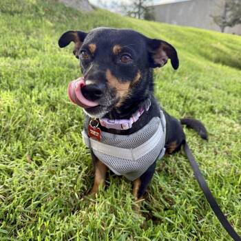 Peaches - Costa Mesa Location *Available by Appointment* -  Miniature Pinscher and Dachshund Dog for Adoption in Chino Hills, California - Peaches - Costa Mesa Location *Available By Appointment* | PetCurious