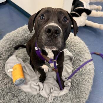 Lasagna -  Pit Bull Terrier Dog for Adoption in Los Angeles, California - Lasagna | PetCurious