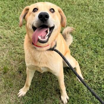 Gibby -  Retriever and Mixed Breed Dog for Adoption in Fairfax Station, Virginia - Gibby | PetCurious