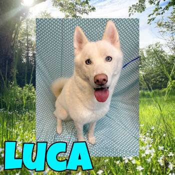 Luca -  Siberian Husky and Husky Dog for Adoption in Royse City, Texas - Luca | PetCurious