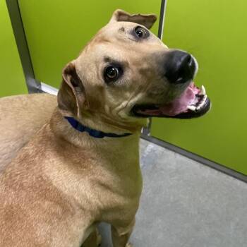 Roxy -  Rhodesian Ridgeback and Mixed Breed Dog for Adoption in Spokane, Washington - Roxy | PetCurious