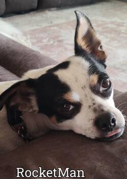 Pug and Chihuahua Dogs Available for Adoption - Rocket Man | PetCurious