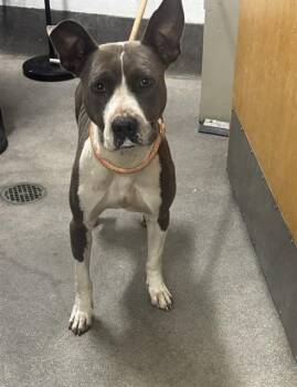 SCAR -  Pit Bull Terrier Dog for Adoption - SCAR | PetCurious