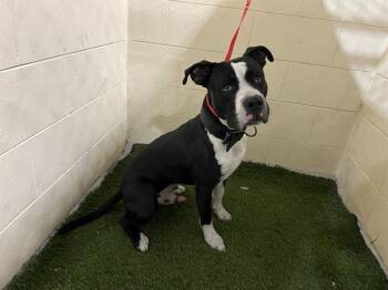 American Bulldog and Mixed Breed Dogs Available for Adoption - A1260346 | PetCurious