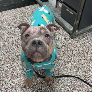 Mixed Breed and Pit Bull Terrier Dogs Available for Adoption in Salt Lake City, Utah - Zee | PetCurious