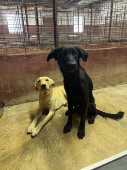 Daniellere / Roadie -  Labrador Retriever and Mixed Breed Dog for Adoption in Broomfield, Colorado - Daniellere / Roadie | PetCurious