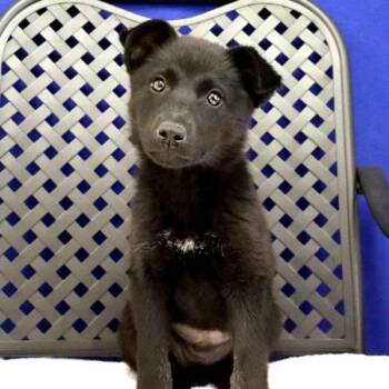 German Shepherd Dog Dogs Available for Adoption in Midland, Texas - Sonora | PetCurious