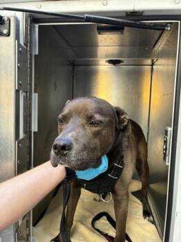 Bruno -  Labrador Retriever and American Staffordshire Terrier Dog for Adoption in Troutdale, Oregon - Bruno | PetCurious