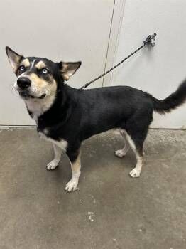 Rescue Husky and Mixed Breed Dogs for Adoption in Rosenberg, Texas - JAXX | PetCurious