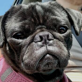 Pug Dogs Available for Adoption in Santa Monica, California - Cosmo | PetCurious