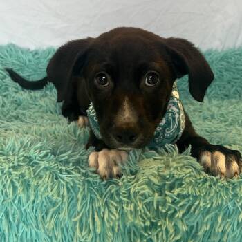 Obi-wan -  Mixed Breed Dog for Adoption in Canal Winchester, Ohio - Obi-wan | PetCurious
