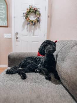 Victoria -  Labradoodle and Poodle Dog for Adoption in Goodyear, Arizona - Victoria | PetCurious