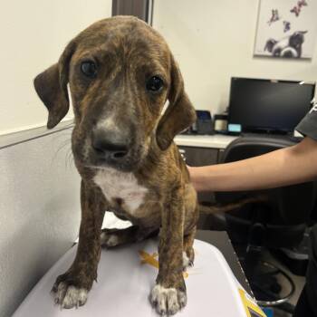 Maddox -  Plott Hound and Mixed Breed Dog for Adoption in Clearwater, Florida - Maddox | PetCurious