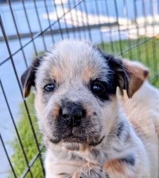 Cypress -  Australian Cattle Dog Blue Heeler and Mixed Breed Dog for Adoption in Evergreen, Colorado - Cypress | PetCurious