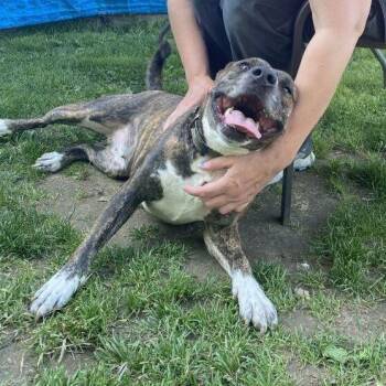 Dolly: Adopt or Forever Foster -  American Staffordshire Terrier and Boxer Dog for Adoption in Rochester, New York - Dolly: Adopt Or Forever Foster | PetCurious