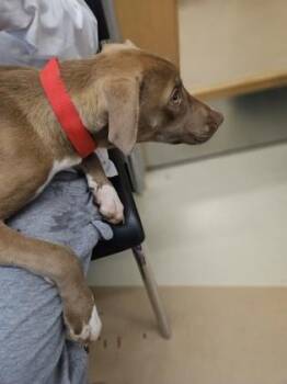 Vera -  Mixed Breed Dog for Adoption in Chamblee, Georgia - Vera | PetCurious