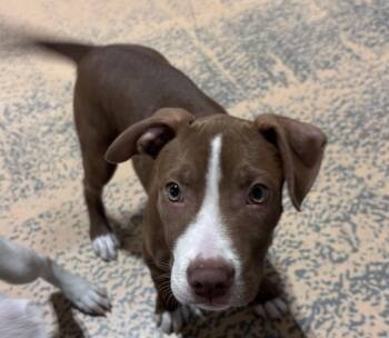 Rescue Mixed Breed Dogs for Adoption in Pembroke, Massachusetts - Huck | PetCurious