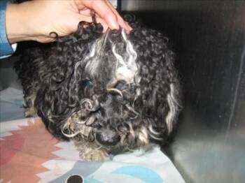 Rescue Mixed Breed Dogs for Adoption in Santa Fe, New Mexico - A173246 | PetCurious