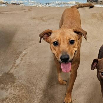 Rescue Labrador Retriever Dogs for Adoption - LIL 4160 | PetCurious