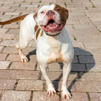PRADA -  Pit Bull Terrier and Mixed Breed Dog for Adoption in St. Louis, Missouri - PRADA | PetCurious
