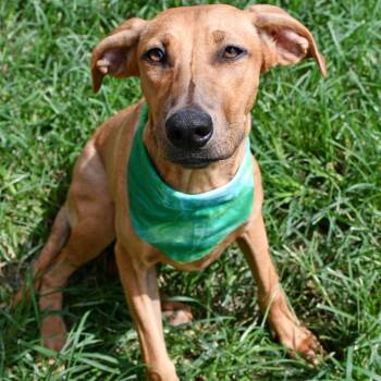 Punkin Spice -  Doberman Pinscher and Mixed Breed Dog for Adoption in Beaumont, Texas - Punkin Spice | PetCurious