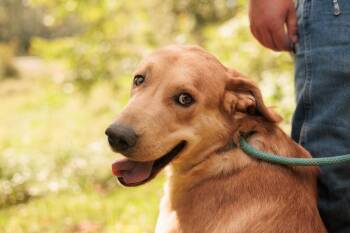 Rescue Labrador Retriever and Mixed Breed Dogs for Adoption in Gradyville, Kentucky - Chug | PetCurious